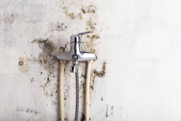 Best Mold Removal Process  in Gulf Breeze, FL