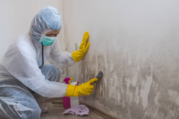 Best Commercial Mold Removal  in Gulf Breeze, FL