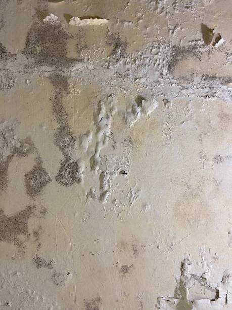 Best Local Mold Removal Service  in Gulf Breeze, FL