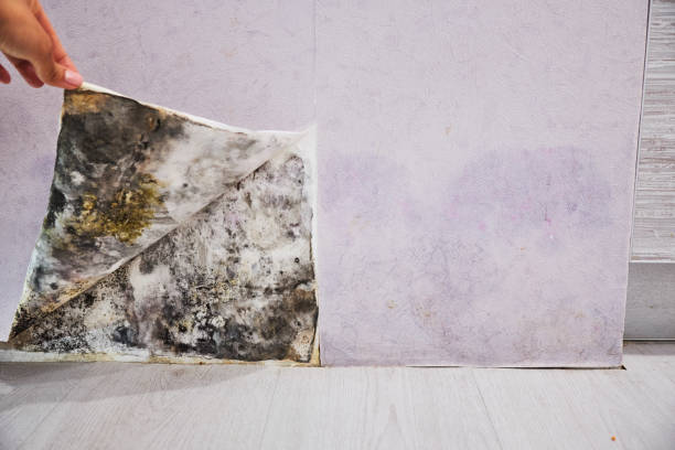 Best Office Mold Removal Services  in Gulf Breeze, FL